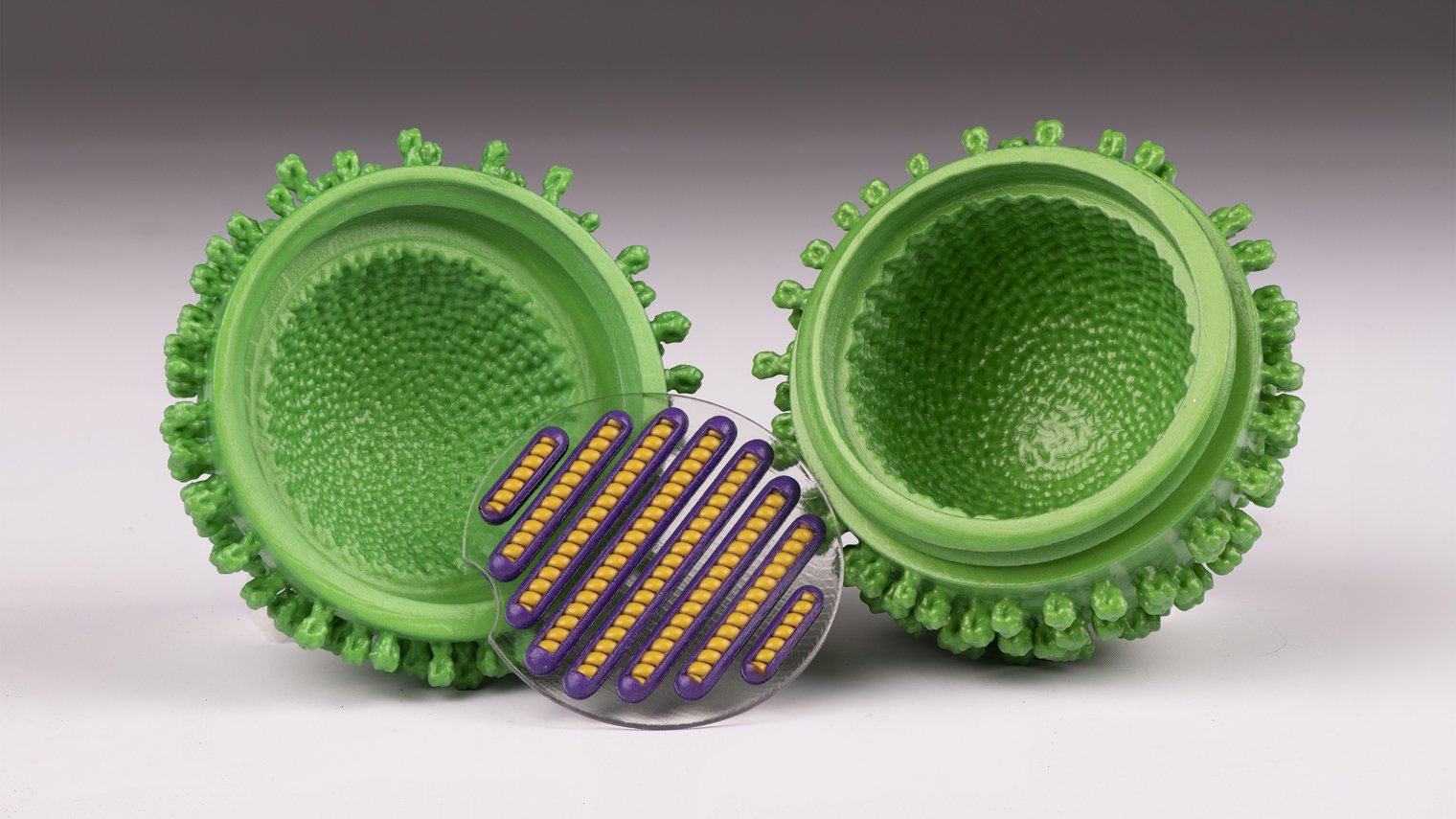 A 3D printed influenza virus model in an opened position. The clear disk that contains the eight purple capsids and the eight yellow RNA strands has been removed from the green envelope. Photo via Carolyn Thome/SIE.