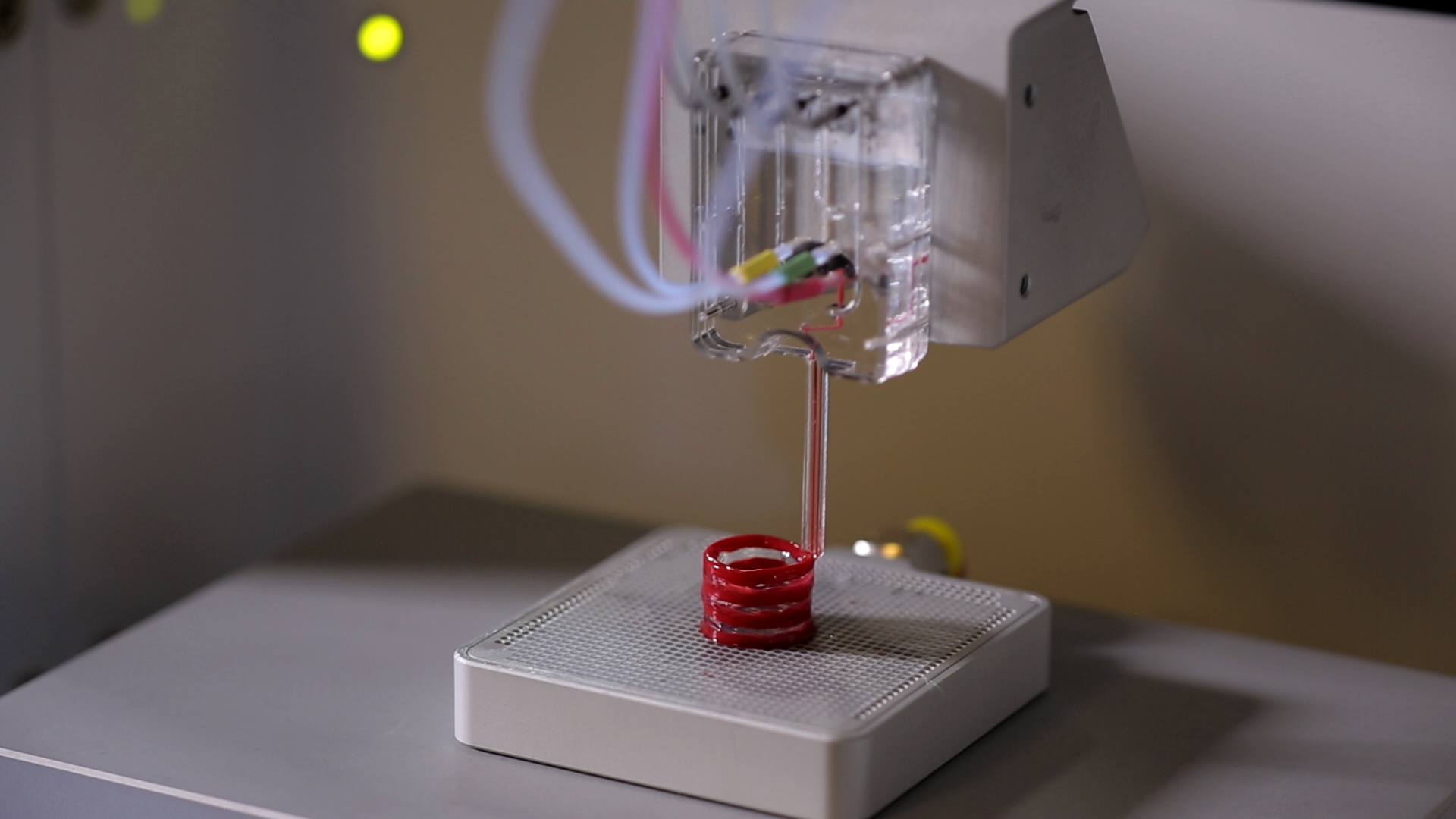 3D bioprinted muscle ring. Photo via Aspect Biosystems.