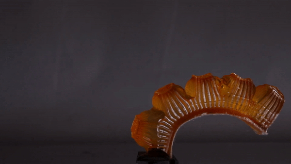 A 3D printed soft robot muscle that can regulate its temperature through sweating. Clip via Cornell University.
