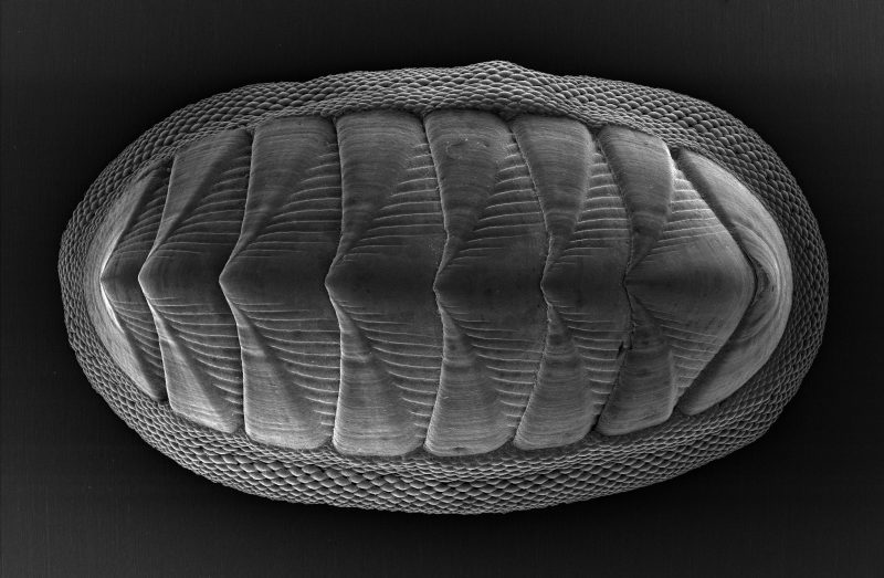 The chiton mollusk, which is about 1 to 2 inches long, has a series of eight large plates and is ringed by a girdle of smaller, more flexible scales. The mollusk is the inspiration behind a 3D printed armor. Image via Virginia Tech.