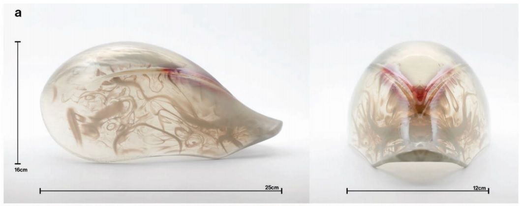 A 3D printed mask with designed heterogeneous distributions of opacity and chemical signal concentration. b) Time-lapse of the mask’s surface, showing bacterial response (e.g., chromogenesis) develop according to programmed material distribution during hours incubated. Image via the Media Lab's Mediated Matter Group.