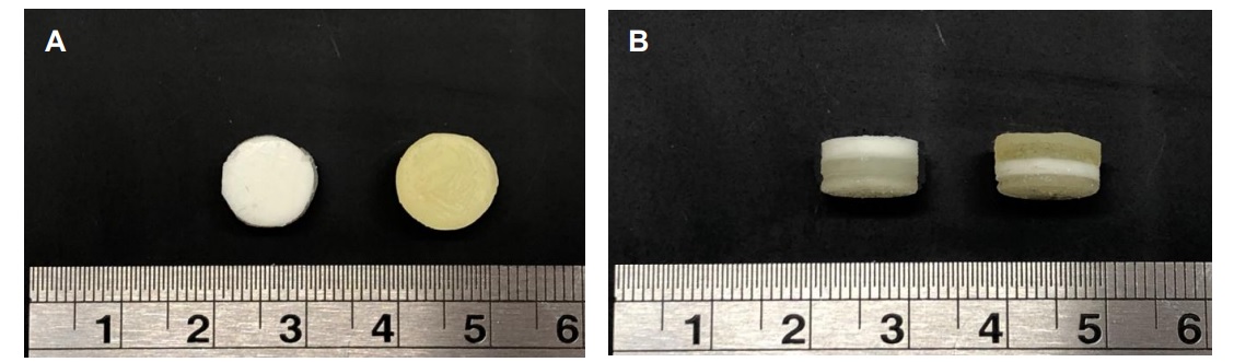 Top view (A) and lateral view (B) of the 3D printed polypills. The scale is in cm. Image via UCL.