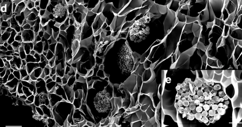 Close up of bionic porous coral tissue. Image via University of Cambridge.
