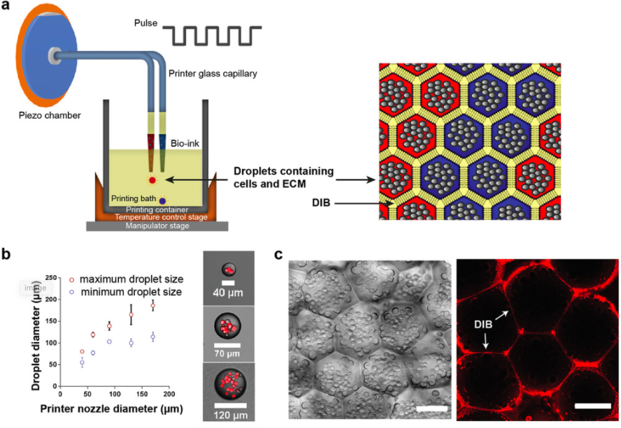 An overview of the lipid‐bilayer‐supported 3D printing technique used by the researchers to create the soft tissue structures. Image via Advanced Materials.