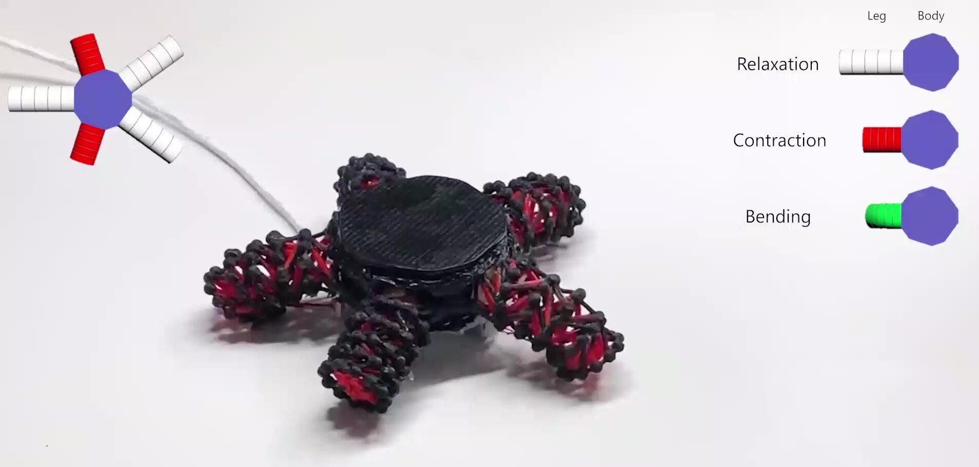 The 3D printed tensegrity starfish walking. Photo via UNIST.