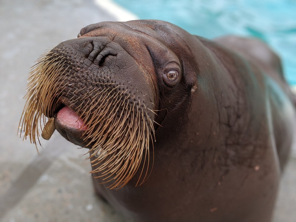 Canadian researchers 3D print metal tusk caps to protect the dental health  of endangered walruses - 3D Printing Industry