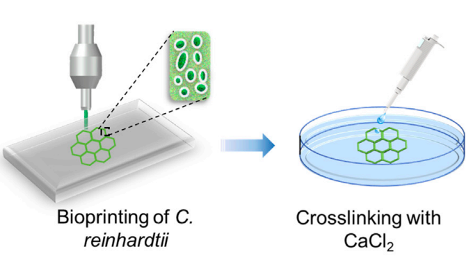 The scientists hope that their combined 3D printing and crosslinking approach (pictured) will form the basis for tissue scaffolds with enhanced cell viability. Image via the Matter journal.