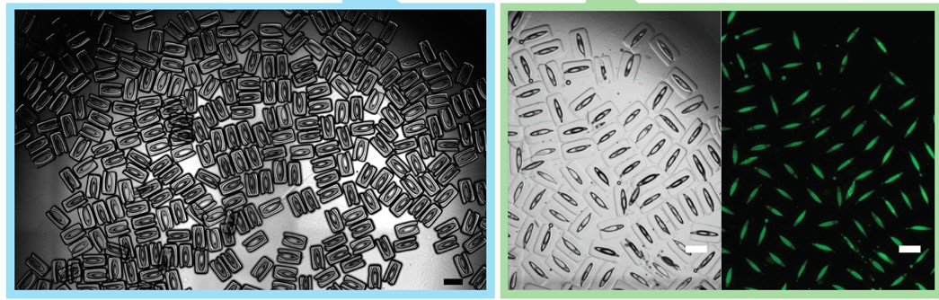 Microscopic images of the 3D printed drop-carrying particles. Image via UCLA.