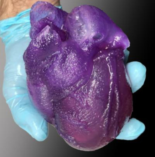 Image shows a full-size 3D printed adult heart-model manufactured by Feinberg and his team. Photo via Carnegie Mellon University.