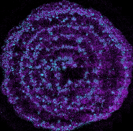 Cells that have been self-assembled via SIM. Image via mimiX.