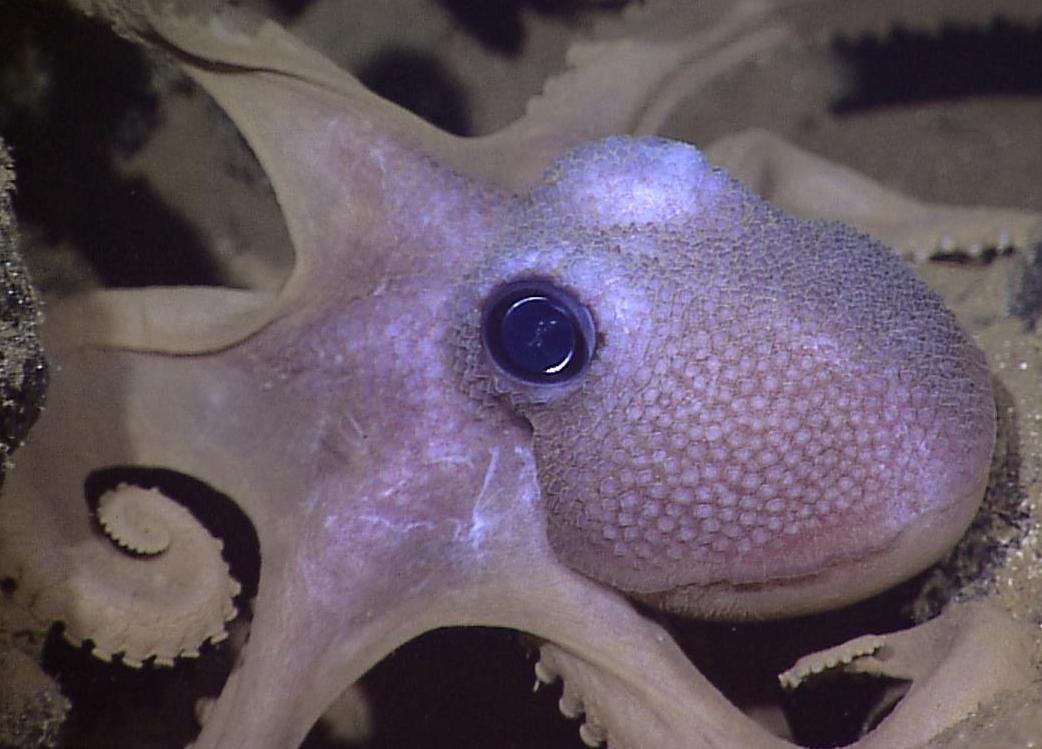 The Rutgers team based their novel hydrogel on the color-changing cells found in several species of cephalopod. Photo via the NOAA Okeanos Explorer Program.