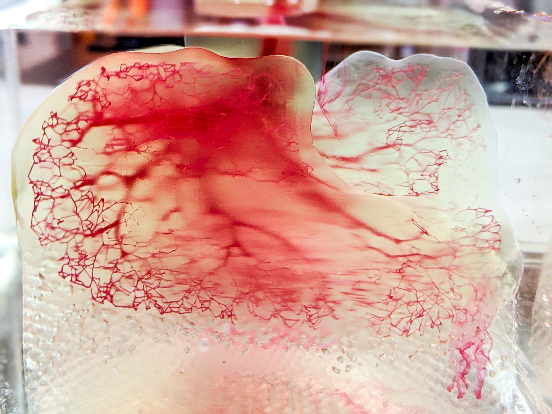 Human vasculature model created using Print to Perfusion process" Image via United Therapeutics
