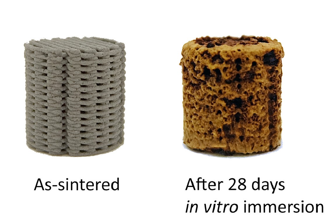 A 3D printed bone implant before and after body fluid immersion. Image via TU Delft.