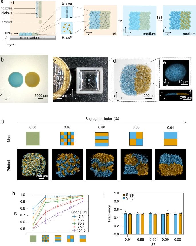 Droplet printing generates viable bacterial communities with defined micron-scale patterning.