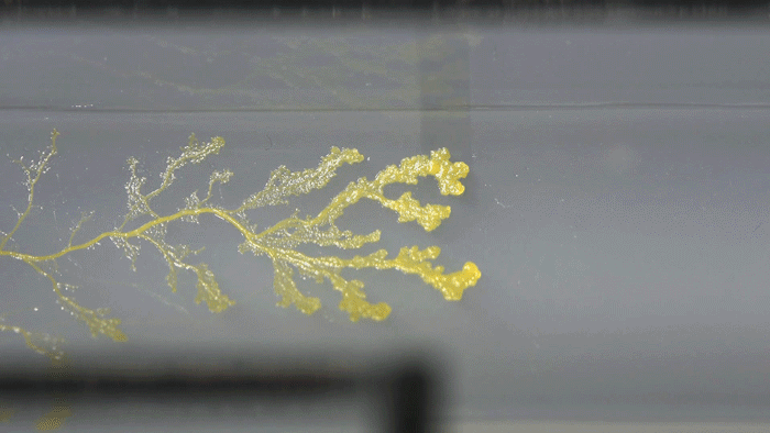 A slime mold searching for food. GIF via Heather Barnett.