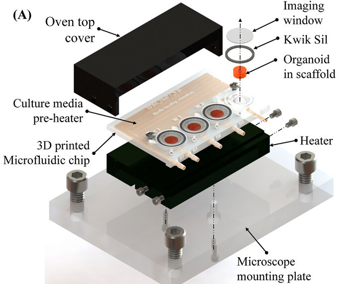 科學家的3D打印生物反應器示意圖。