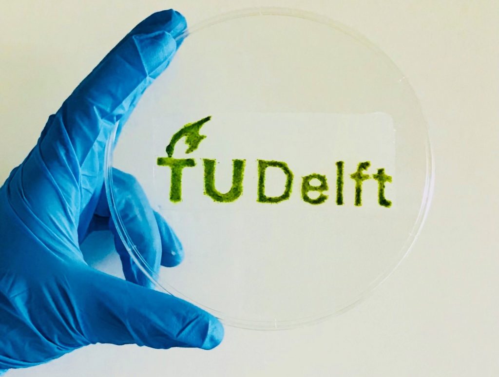 TU Delft 3D bioprinted in algae. Photo via TU Delft.