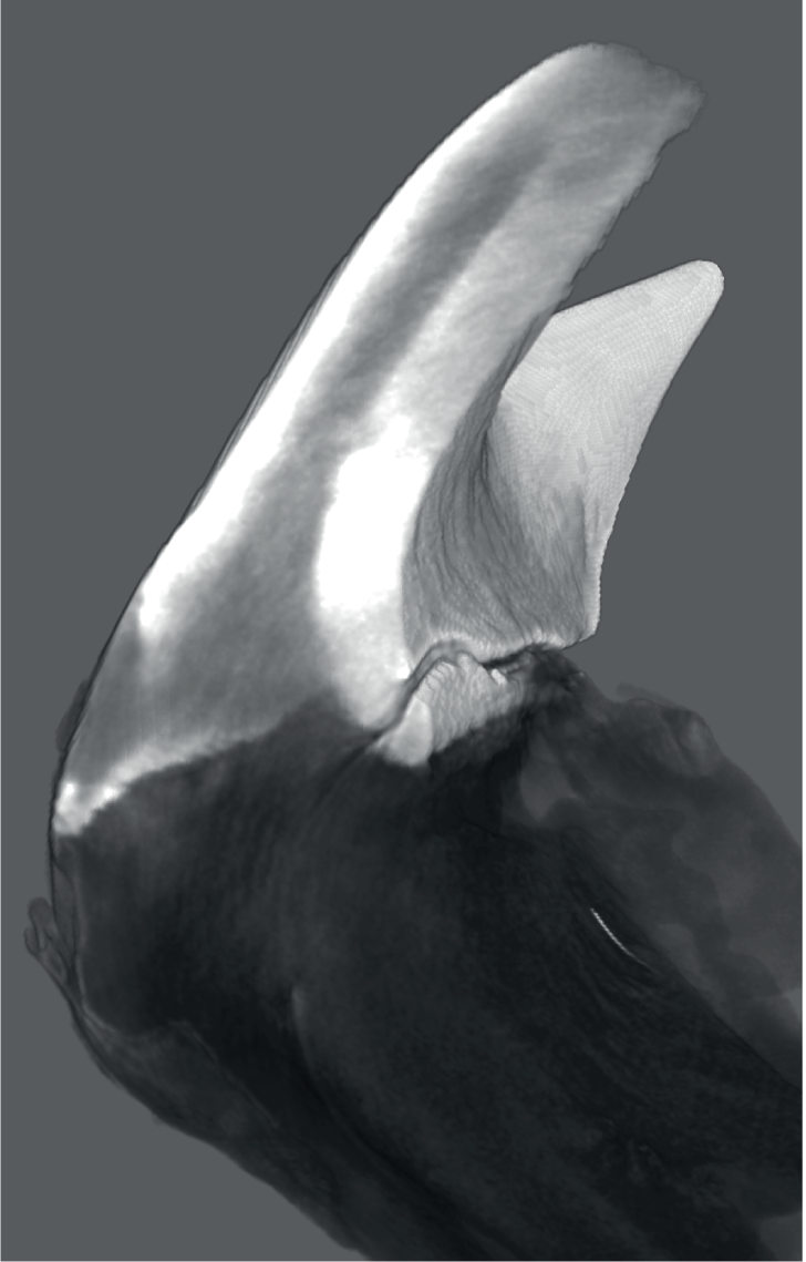 Rendering of a virtual section of a single tooth head and upper stylus, generated from a 3D reconstruction as determined by synchrotron microcomputer tomography. Image via Northwestern University