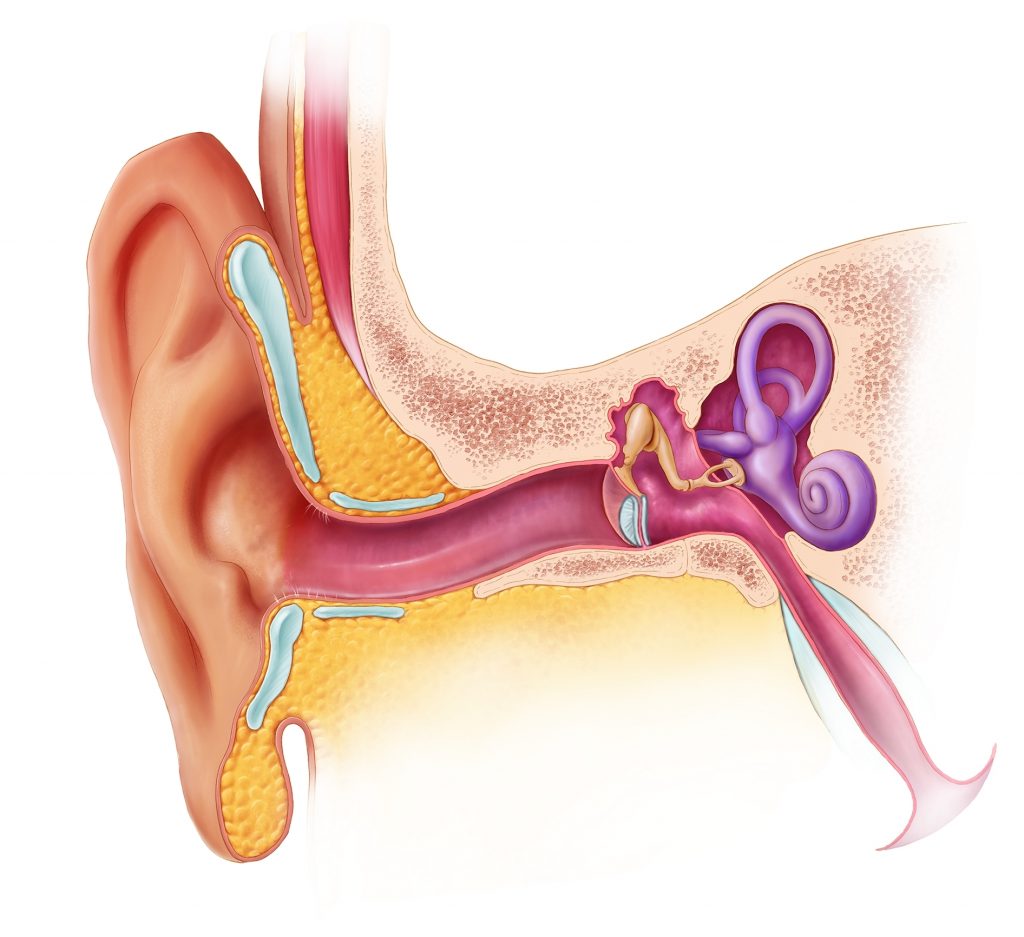 A diagram of the human eardrum.