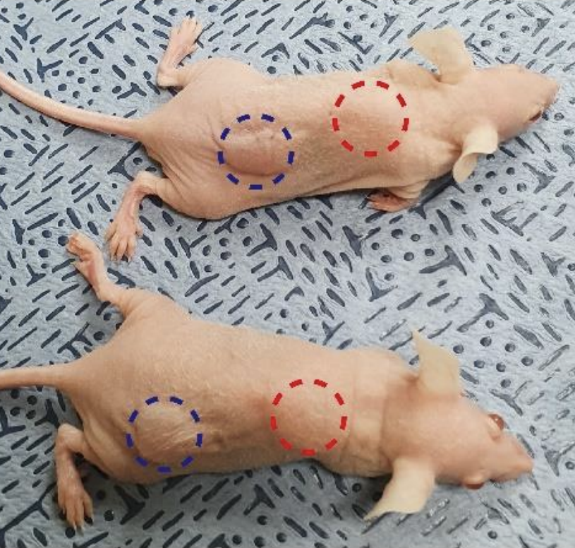 Lab mice with both structured and unstructured bioprinted lobular implants.