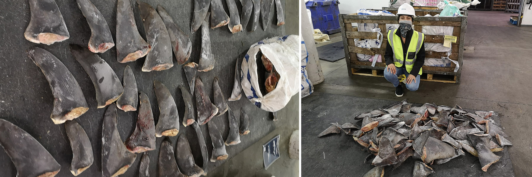 Simone Louw, TRAFFIC's Project Officer in Cape Town inspects a shark fin seizure concerning CITES-listed species. Photo via Markus Bürgener/TRAFFIC.