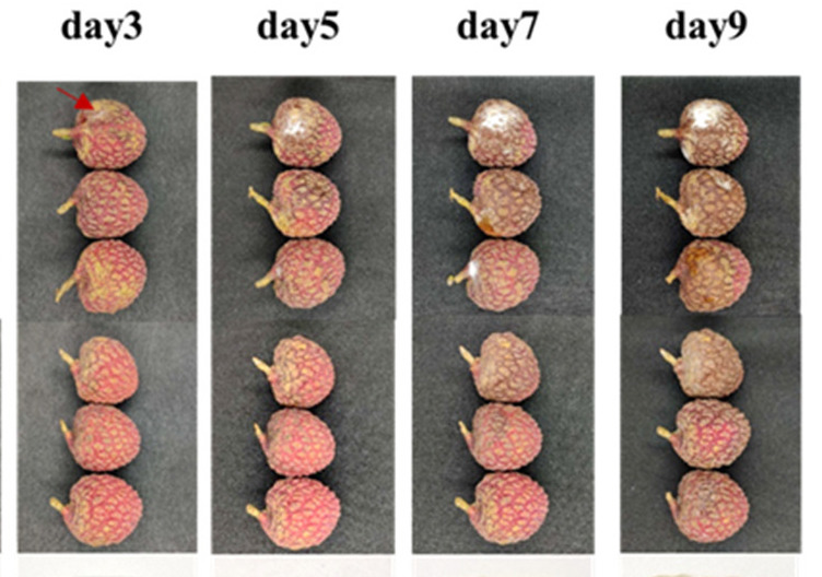 A comparison of the team's sensor-enhanced lychees against ordinary fruit.