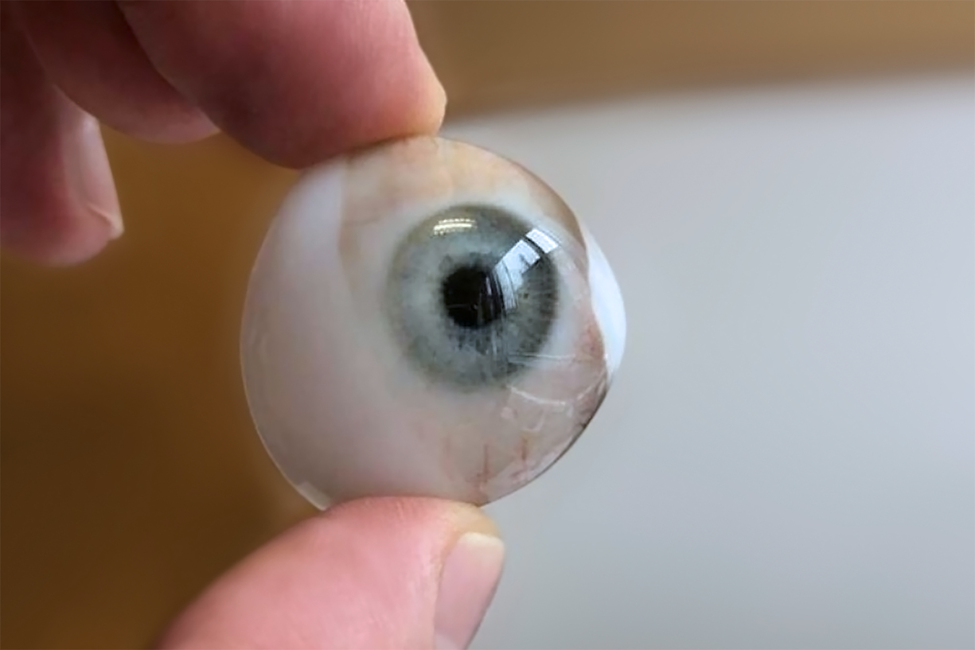 Eye prosthesis printed with Cuttlefish on a Stratasys J750 3D printer. Photo via Fraunhofer IGD.
