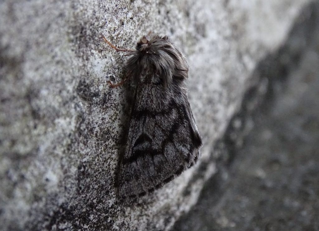 A moth camouflaged against a cliff face.