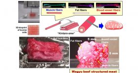 The manufacturing process and samples of cultured Wagyu beef produced using the 3D printing-based original tissue modeling technology. Image via Toppan.