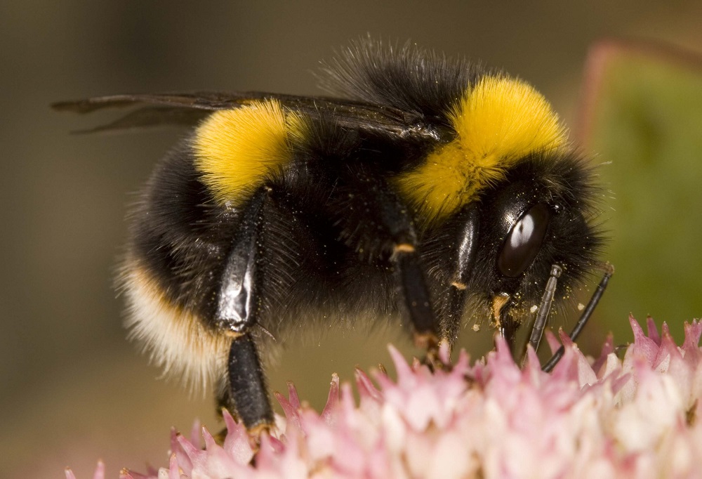 Bombus terrestris - buff-tailed bumblebees. Photo via Bumblebee Conservation Trust.