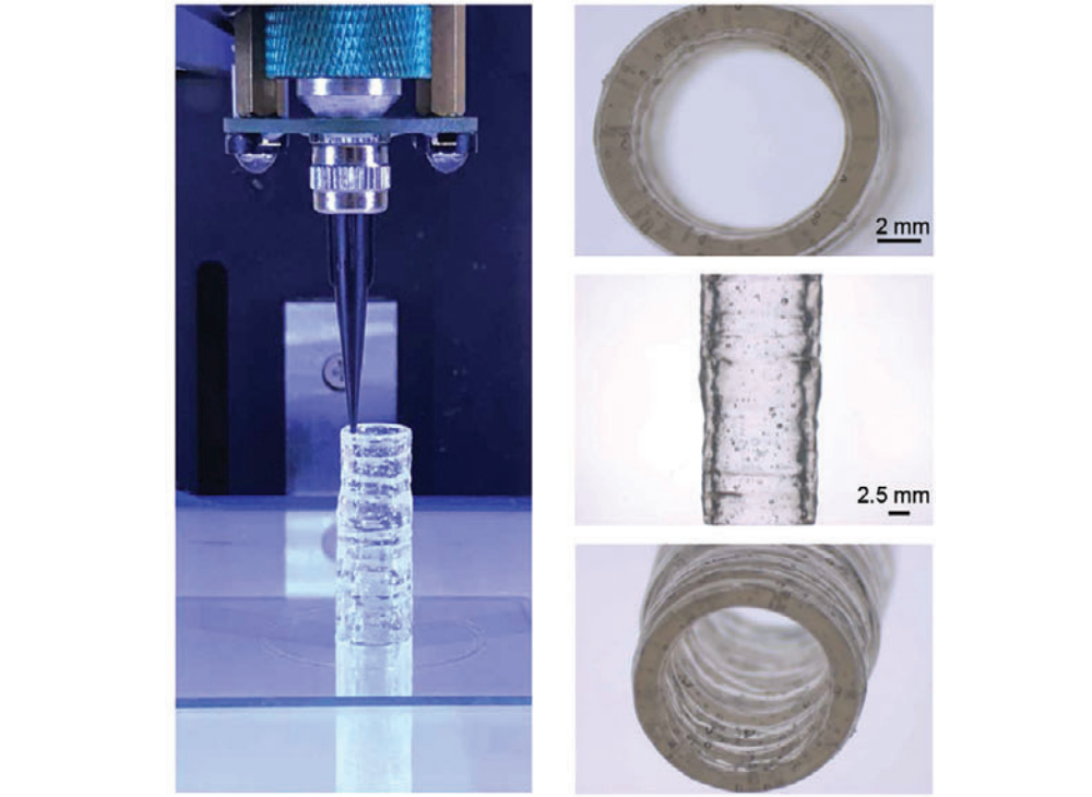 The blood vessel model can be 3D bioprinted using an extrusion-based system. Photos via TAMU.