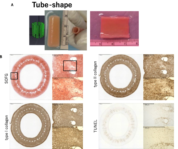 Bio-3D printer design data and images of the tube-shape cartilage construct. Image via Biofabrication.