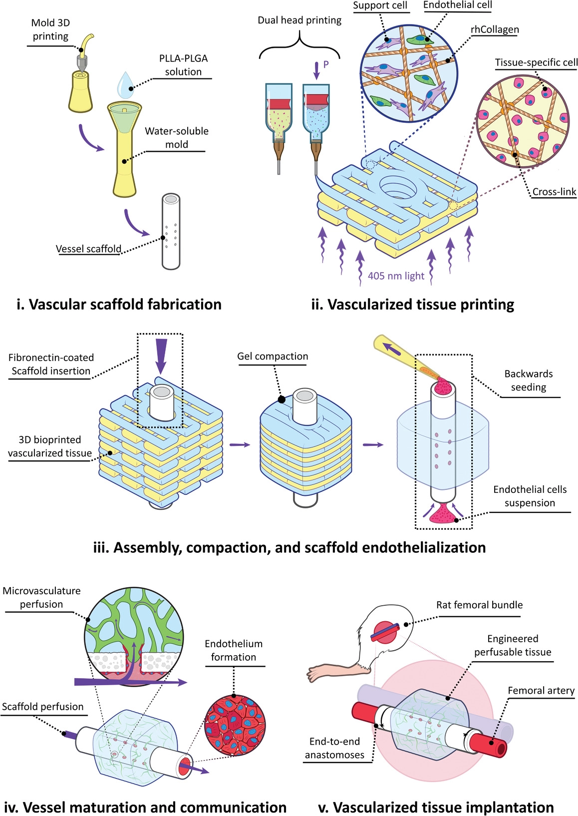 Fabricating and implanting perfusable vascularized tissues. Image via Advanced Materials.