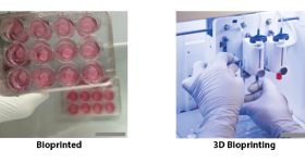 CTIBIOTECH is producing hundreds of CTISkin models for the NOVOPLASM project. Image via CTIBIOTECH.