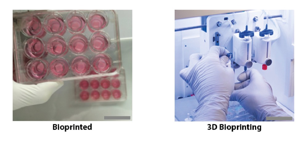 CTIBIOTECH is producing hundreds of CTISkin models for the NOVOPLASM project. Image via CTIBIOTECH.
