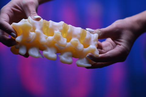 Anatomic model of a spine printed on the Stratasys J750 Digital Anatomy Printer. Photo via Business Wire.