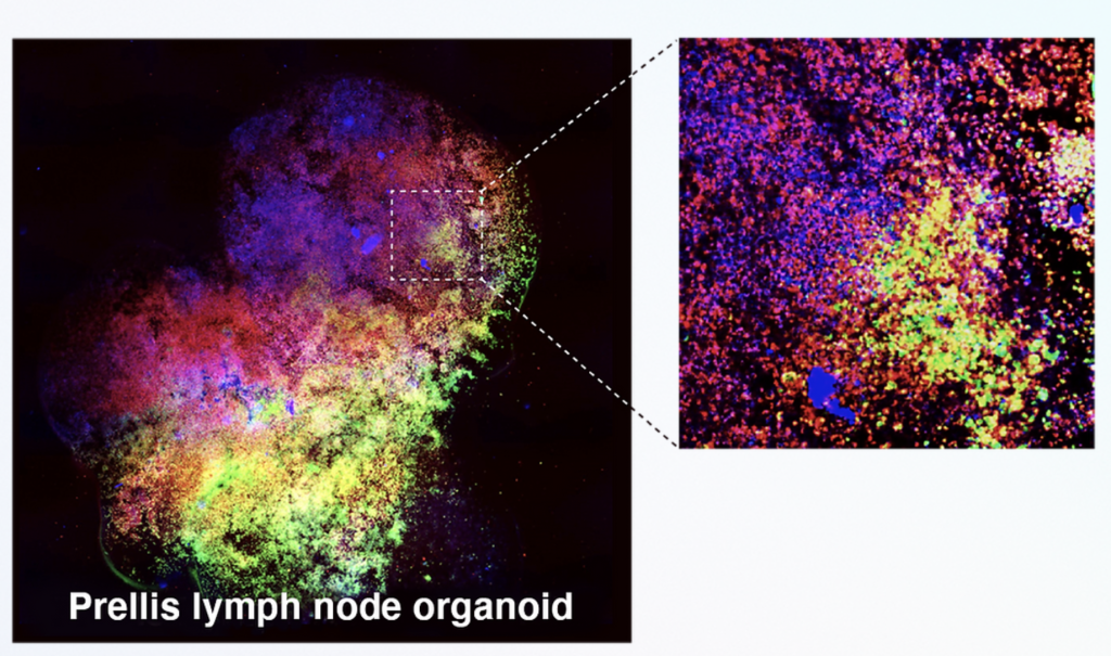 A high-resolution image of Prellis Biologics' 3D bioprinted Externalized Immune System.