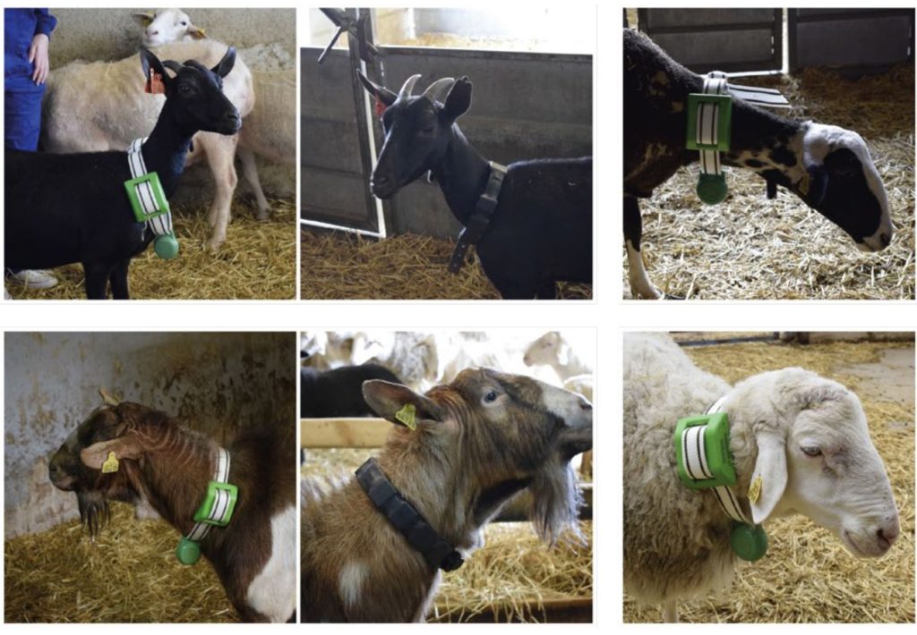 Various farm animals wearing commercial tracking collars.