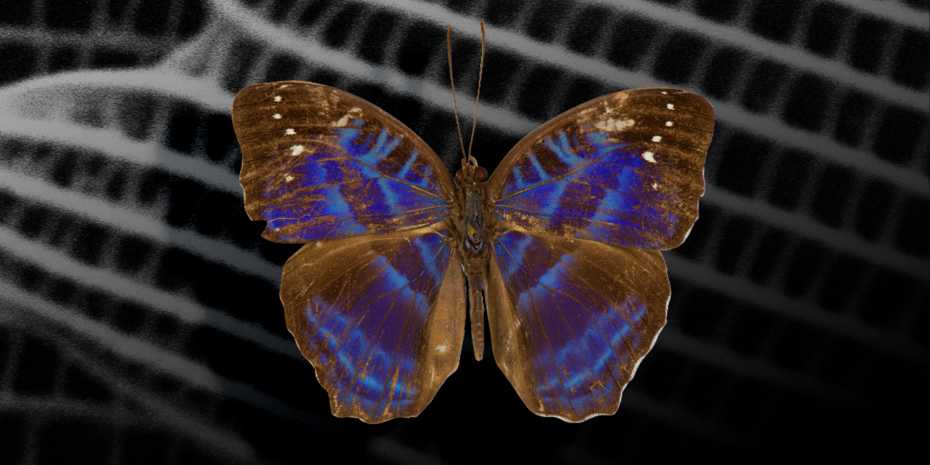 Masculul fluture Cynandra opis a servit drept model pentru culorile structurale imprimate 3D.  Fotografie prin ETH Zurich.