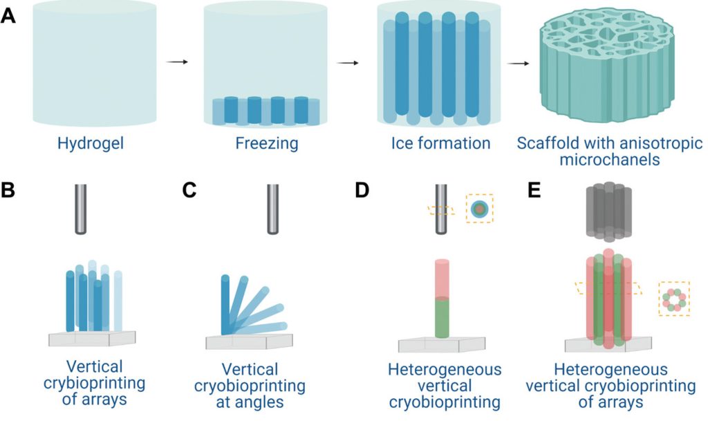 The researchers' 'cryo-bioprinting' technique.