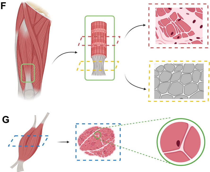 A diagram showing the make-up of the team's 3D bioprinted muscle tendon.