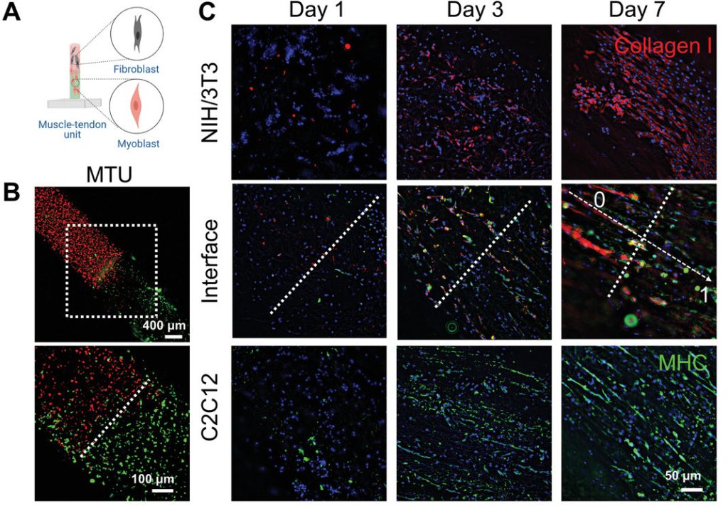 Fluorescence microscopy images showing tendon formation from days 1 to 7 after vertical cryo-bioprinting.