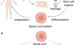 The stages of Matricelf's 3D bioprinted spinal cord process. Image via Matricelf.