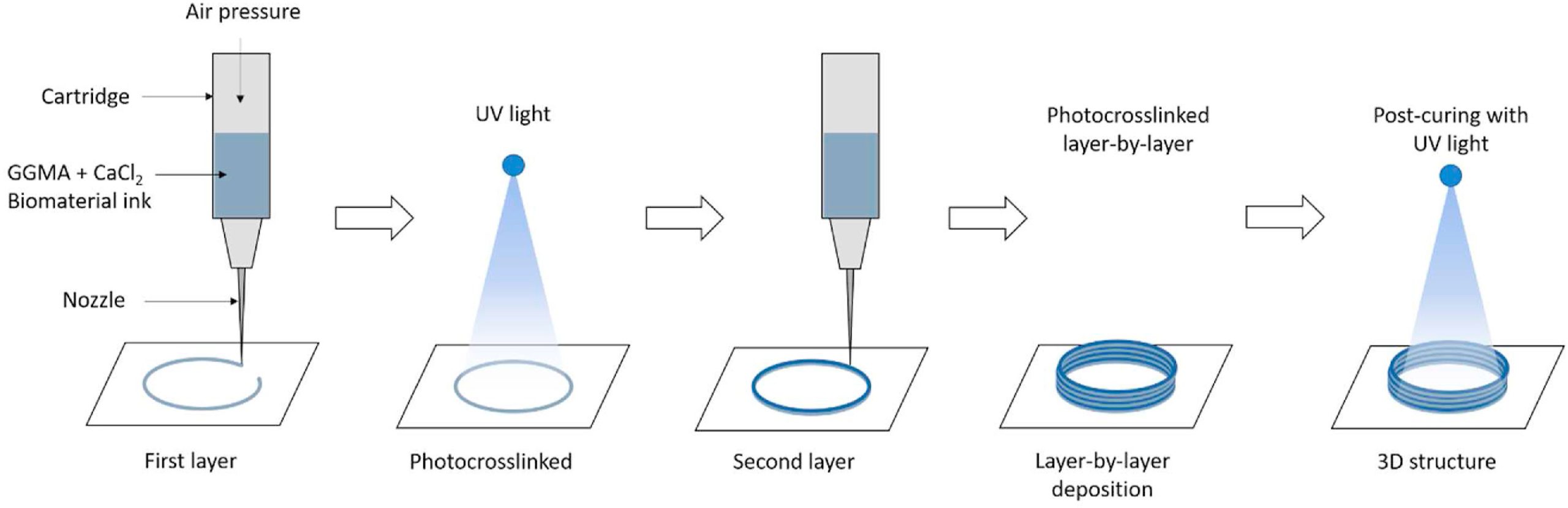 Process flow of the extrusion-based 3D bioprinting process. Image via Biomaterials.