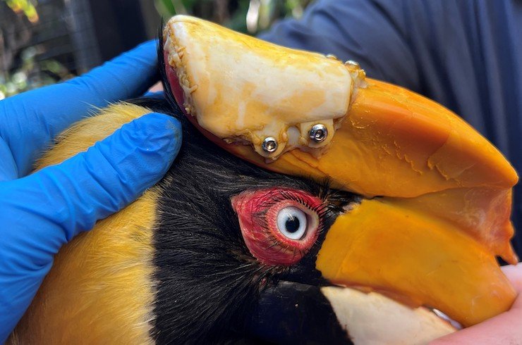 The 3D printed prosthetic fitted to the hornbill's beak. Photo via ZooTampa.