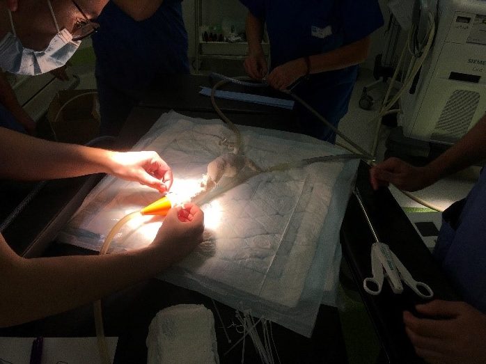 The 3D printed aorta model being used in real conditions in the operating room. Photo via 3Deus Dynamics.