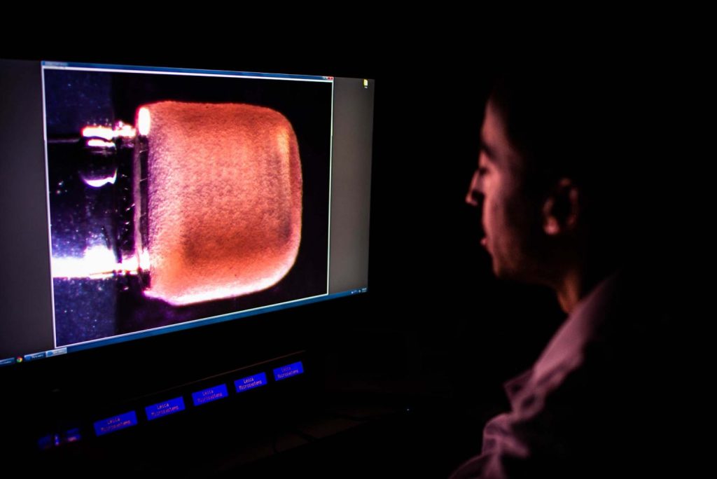 Une vue latérale de la miniPUMP prise dans le laboratoire.  L'échafaudage qui structure les cellules cardiaques est visible à travers les tissus.  Photo via Jackie Ricciardi.