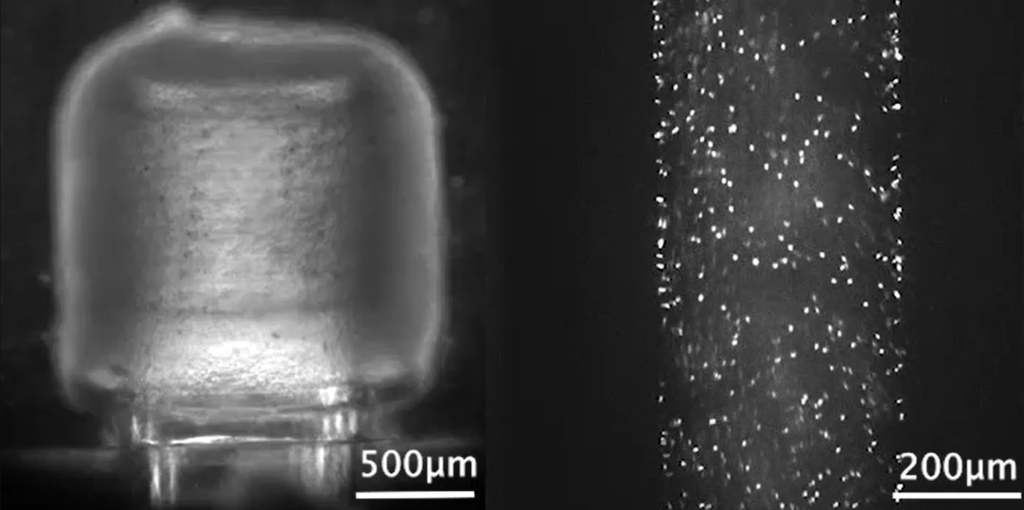 Imagerie microscopique de la miniPUMP et de l'un de ses 