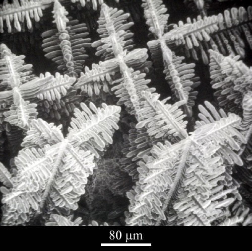 SEM imaging of a 3D dendrite structure in a cobalt-samarium-copper alloy. Image via University of Cambridge.