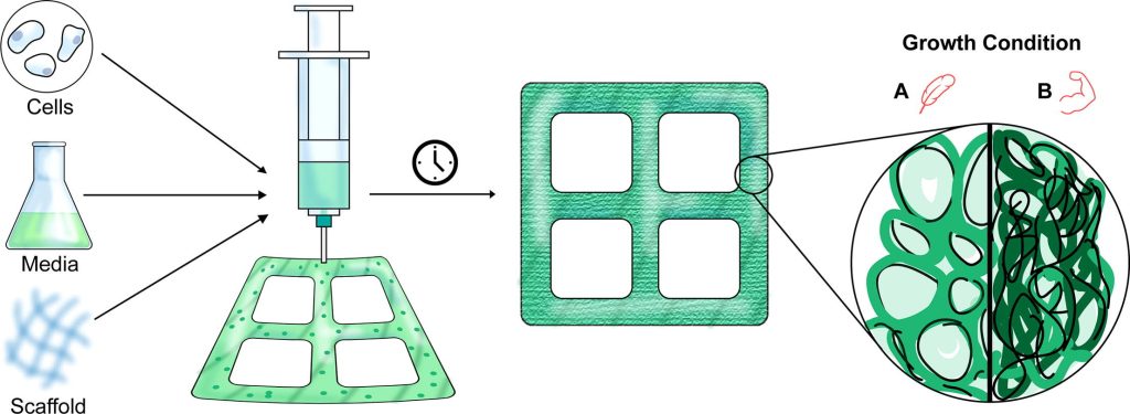The 3D bioprinting workflow for wood-like biomaterials from MIT.  Image via MIT.